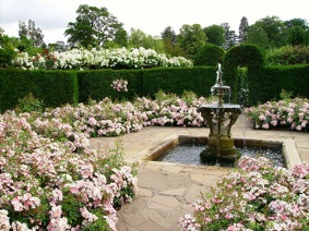 Rose garden at Hever Castle Rose garden at Hever Castle